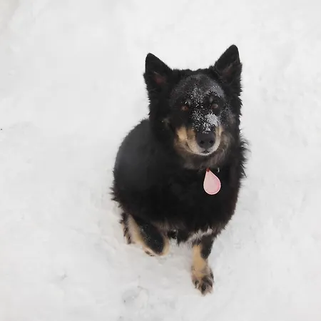 Ξενοδοχείο Maalaiskartano Pihkala *